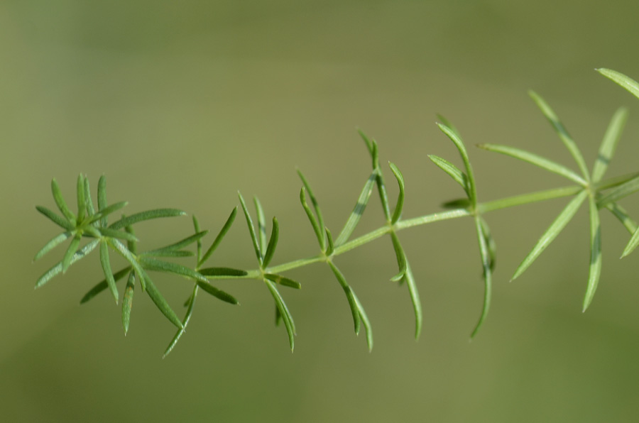 Profumo di ...pulito - Galium verum / Caglio zolfino